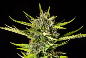 Cogollo de Strawberry Haze Auto de Kannabia, cannabis autofloreciente.