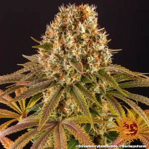 Cogollo resinoso de Strawberry Lemonade de Barney's Farm, variedad de cannabis.