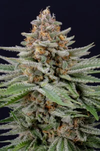 Cogollo resinoso de Strawberry Pie Auto, cannabis autofloreciente.