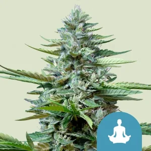 Cogollo resinoso de Stress Killer CBD Auto de Royal Queen Seeds, cannabis autofloreciente.