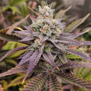 Detalle de la flor de Sugar Bomb Punch, variedad de cannabis.