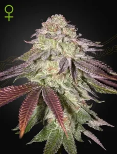 Cogollo de Sugarlato Auto de Green House, cannabis autofloreciente.
