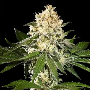 Cogollos de Sunset Sherbet Go Fast de Kannabia, variedad de cannabis de floración rápida.