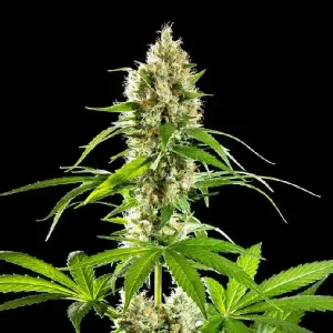 Cogollos coloridos de Sunset Sherbet de Kannabia, variedad de cannabis.