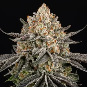Cogollo escarchado de Super Boof de Barney's Farm, variedad de cannabis.