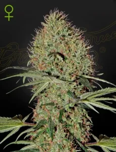 Cogollo de Super Bud Auto de Green House, cannabis autofloreciente.
