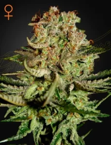 Cogollo de Super Bud de Green House, variedad de cannabis.