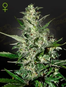 Cogollo de Super Critical Auto de Green House, cannabis autofloreciente.