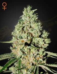 Cogollo de Super Critical de Green House, variedad de cannabis de alta producción.
