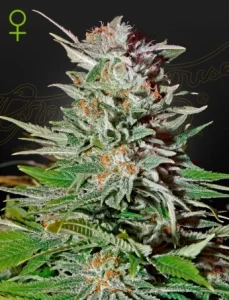 Cogollo de Super Lemon Haze Auto de Green House, cannabis autofloreciente.