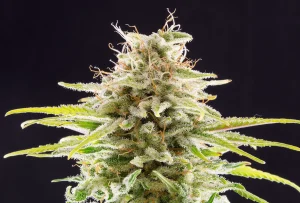 Cogollo de Super OG Kush de Kannabia, variedad de cannabis.