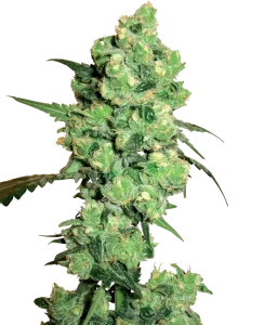 Cogollo de Super Skunk de Sensi Seeds, variedad clásica de cannabis.