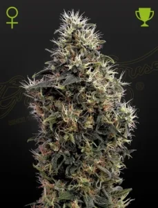 Cogollo de Sweet Mango Auto de Green House, cannabis autofloreciente de aroma a mango.