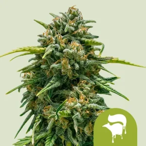Cogollo resinoso de Sweet Skunk Auto de Royal Queen Seeds, cannabis autofloreciente.