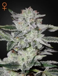 Cogollo de Sweet Valley Kush de Green House, variedad de cannabis.