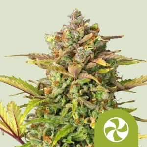 Cogollo resinoso de Sweet ZZ Auto de Royal Queen Seeds, cannabis autofloreciente.