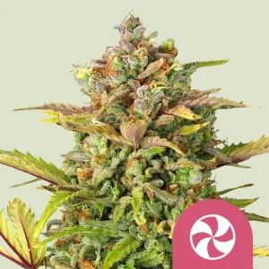 Cogollo resinoso de Sweet ZZ de Royal Queen Seeds, variedad de cannabis.