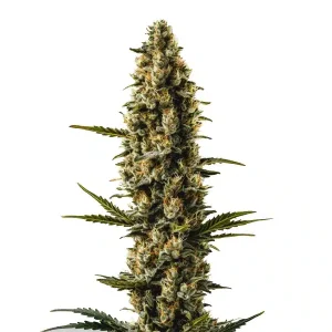 Planta de Sweety Auto de Blimburn Seeds en floración, cannabis autofloreciente.