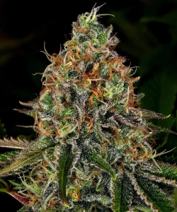 Cogollo resinoso de Tangerine Dream Auto de Barney's Farm, cannabis autofloreciente.