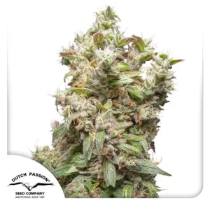 Cogollo de THC-Victory, variedad de cannabis rica en THCV.