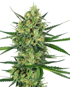 Cogollo de Tangerine Sugar de Sensi Seeds, variedad de cannabis de aroma cítrico.