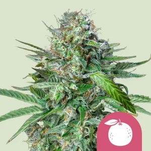 Cogollo de Tangie de Royal Queen Seeds, variedad de cannabis de aroma a mandarina.