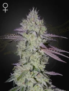 Cogollo de Tarte Tatin de Green House, variedad de cannabis.