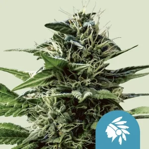 Planta de Tatanka Pure CBD de Royal Queen Seeds en floración, variedad rica en CBD.
