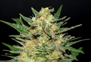 Cogollo de Thai Fantasy de Kannabia, variedad sativa de cannabis.