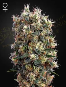 Cogollo de The Church de Green House, variedad de cannabis.