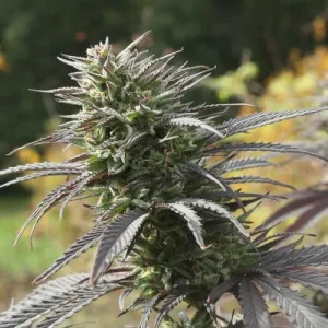 Cogollo resinoso de Think Fast, variedad de cannabis.