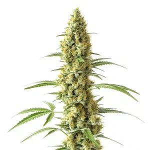 Planta de Tijuana en floración, variedad de cannabis de Blimburn Seeds.