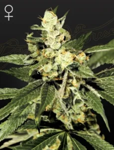 Cogollo de Trainwreck de Green House, variedad de cannabis.