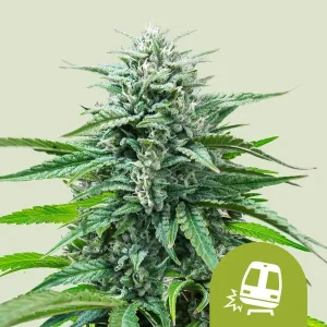 Cogollo de Trainwreck Auto de Royal Queen Seeds, cannabis autofloreciente.
