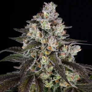 Cogollo escarchado de Trainwreck, variedad de cannabis.