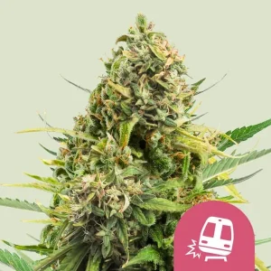 Cogollo de Trainwreck de Royal Queen Seeds, variedad de cannabis.