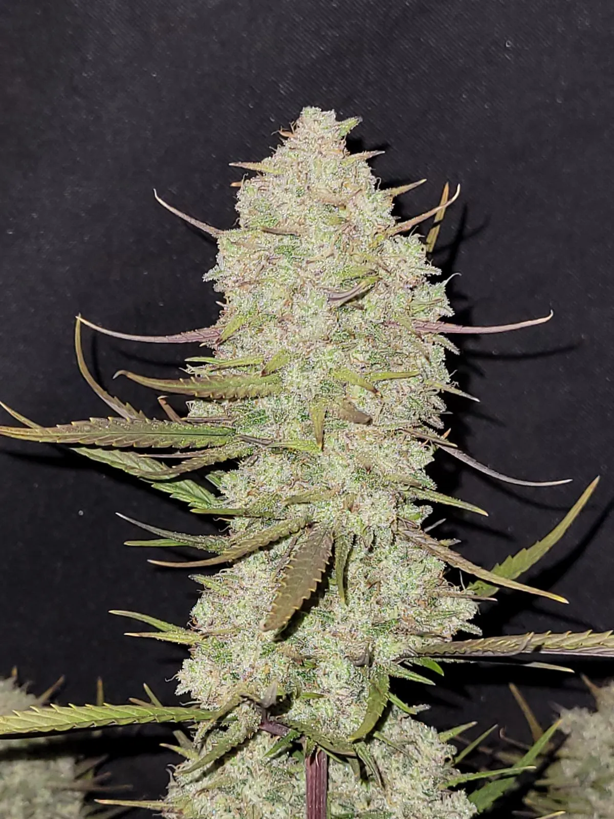 Cogollo resinoso de Tropicana Cookies Auto, cannabis autofloreciente.