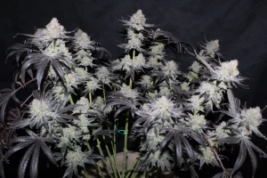 Cogollo resinoso de Tropicana Cookies FF de Fast Buds, variedad de cannabis.