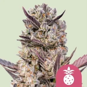 Cogollo de Tropicana Cookies Purple, variedad de cannabis de tonos púrpura.