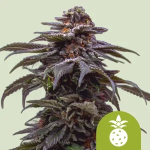 Cogollo de Tropicana Cookies Purple Auto, semillas de cannabis autoflorecientes.