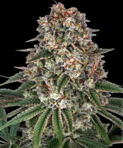 Cogollo resinoso de Tropicanna Banana de Barney's Farm, variedad de cannabis.