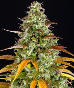 Cogollo resinoso de Watermelon Z OG Auto de Barney's Farm, cannabis autofloreciente.