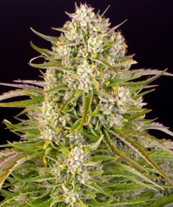 Cogollo resinoso de Wedding Cake Auto de Barney's Farm, cannabis autofloreciente.
