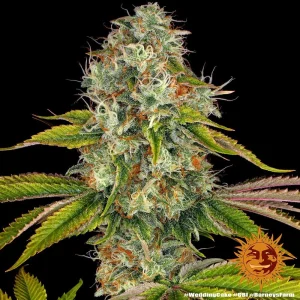 Cogollo resinoso de Wedding Cake de Barney's Farm, variedad de cannabis.