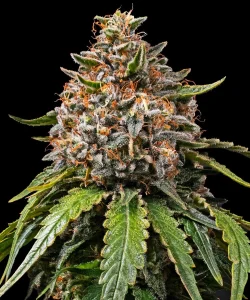 Cogollo de White Widow XXL de Barney's Farm, variedad de cannabis.