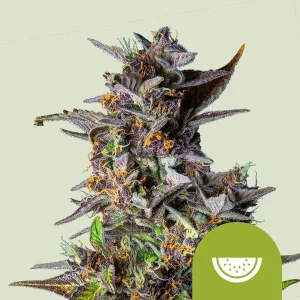 Planta de Watermelon Auto de Royal Queen Seeds en floración, cannabis autofloreciente.