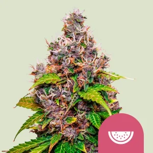 Cogollo resinoso de Watermelon de Royal Queen Seeds, variedad de cannabis.
