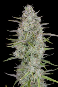 Cogollo resinoso de Wedding Cheesecake Auto, cannabis autofloreciente.