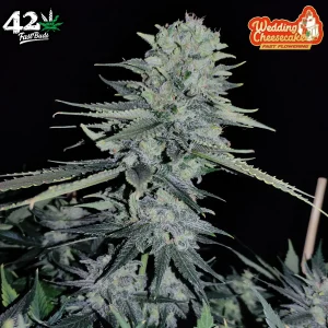 Cogollo resinoso de Wedding Cheesecake FF de Fast Buds, variedad de cannabis.