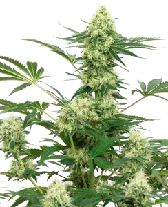Cogollo de Wedding Cheesecake de Sensi Seeds, variedad de cannabis.